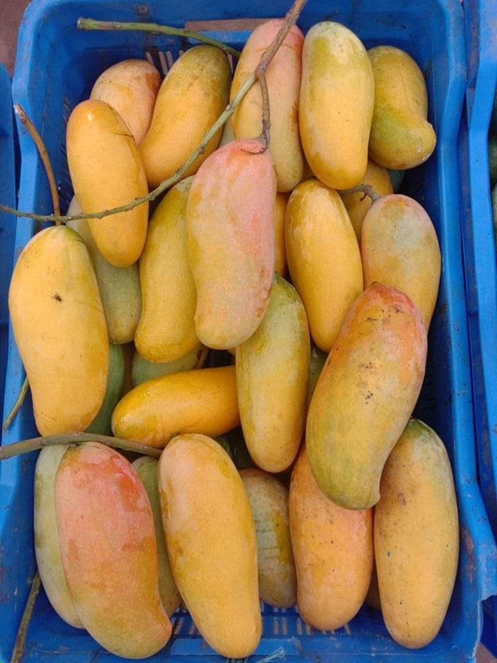 ব্যানানা ম্যাংগো