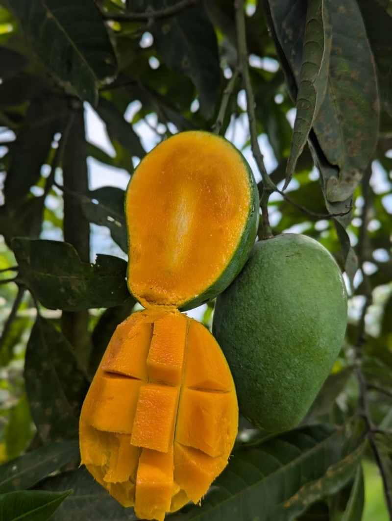 আম রুপালি